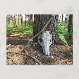 Postal pig skull in the forest - caveira de porco