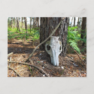 Postal pig skull in the forest - caveira de porco