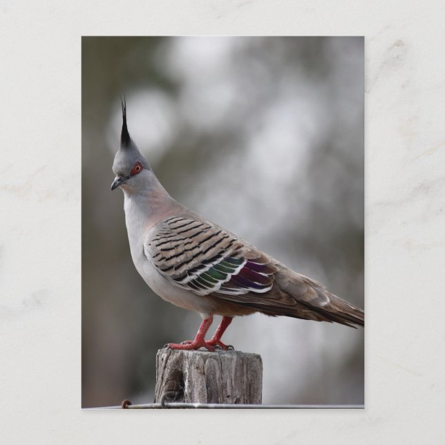 POSTAL PIGEON CREADO EN LA RURAL QUEENSLAND AUSTRALIA (Anverso)