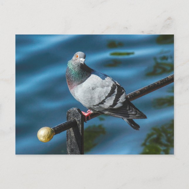 Postal Pigeon, en el lago Roath Park, Cardiff, Gales (Anverso)