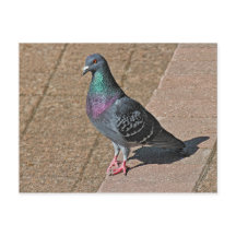 Pigeon, en el lago Roath Park, Cardiff, postcar de