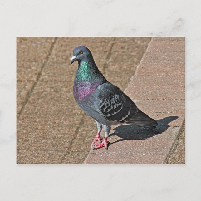Postal Pigeon, en el lago Roath Park, Cardiff, postcar de (Anverso)