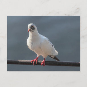 Postal Pigeon, en el lago Roath Park, Cardiff, postcar de