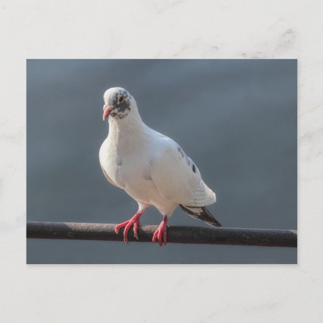 Postal Pigeon, en el lago Roath Park, Cardiff, postcar de (Anverso)