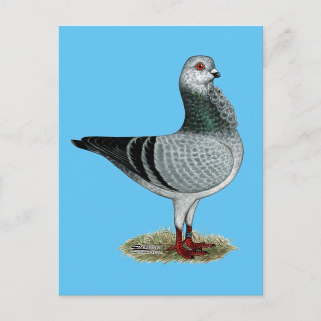 Postal Pigeon Grizzle de Lechuza Italiana (Anverso)