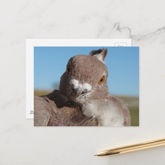 Postal Pigeon named Mr. Pigeon (Anverso/Reverso In Situ)