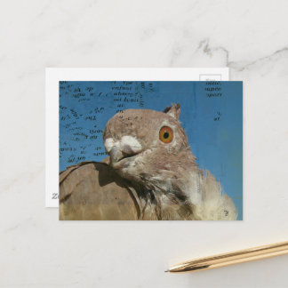 Postal Pigeon named Mr. Pigeon Abstract Words