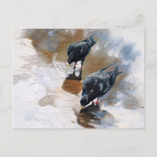 Postal Pigeones (Anverso)