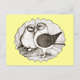 Postal Pigeons Modena Gazzi