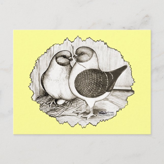 Postal Pigeons Modena Gazzi (Anverso)