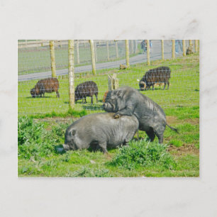 Postal Piggy Back Ride