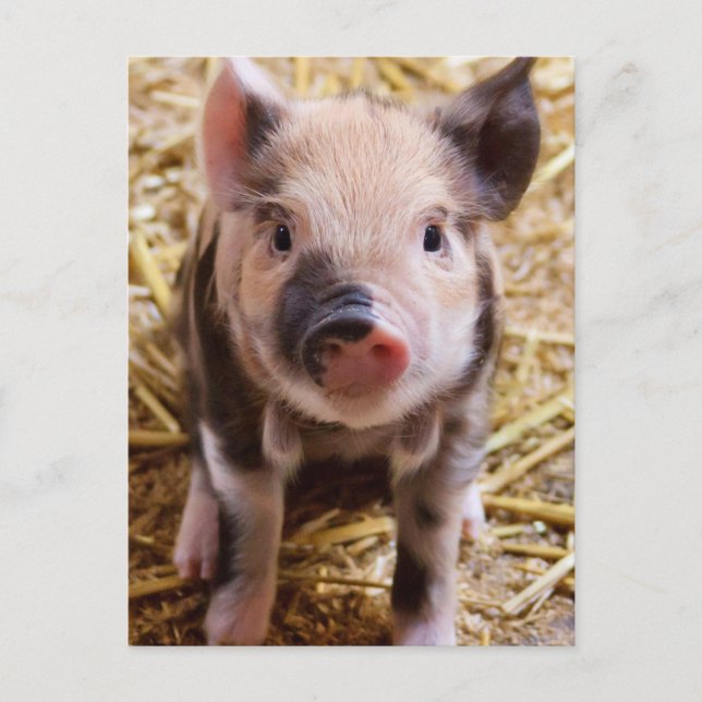 Postal Piglet (Anverso)
