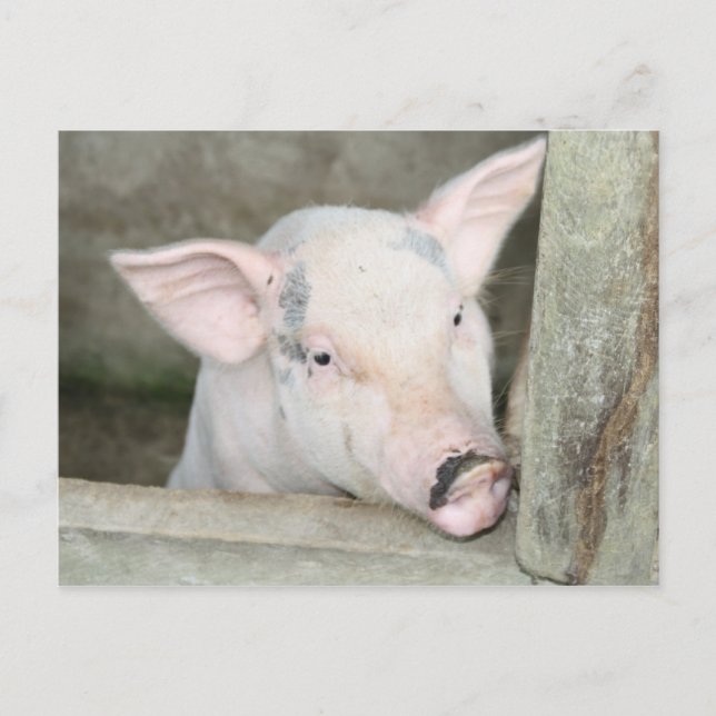 Postal Piglet (Anverso)