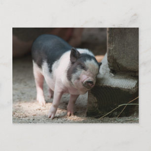 Postal Piglet justo en el lugar adecuado