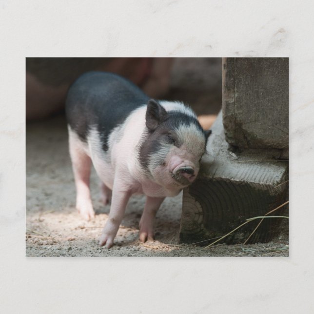 Postal Piglet justo en el lugar adecuado (Anverso)