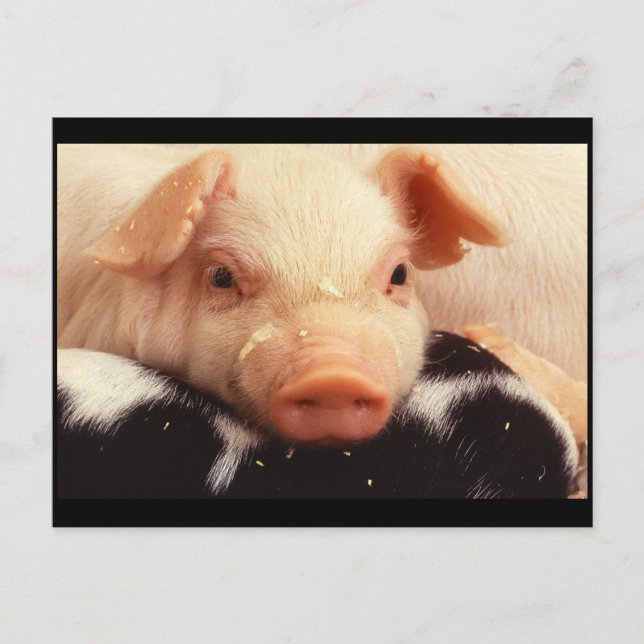 Postal Piglet Pig Adorable Cara Snack (Anverso)