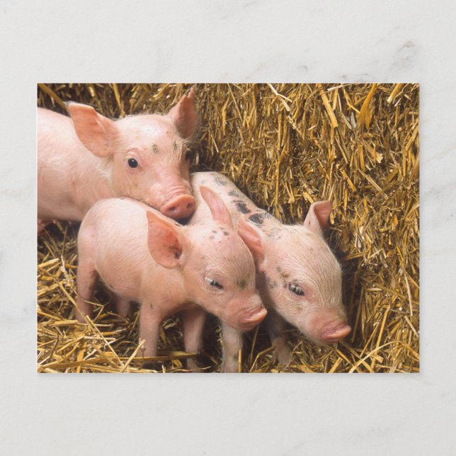 Postal Piglets (Anverso)