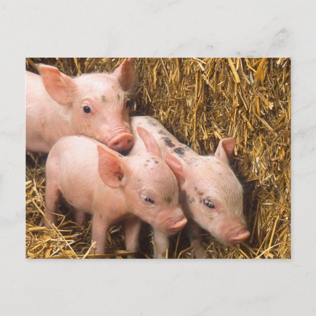 Postal Piglets (Anverso)
