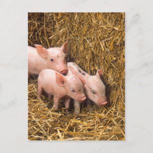 Postal Piglets