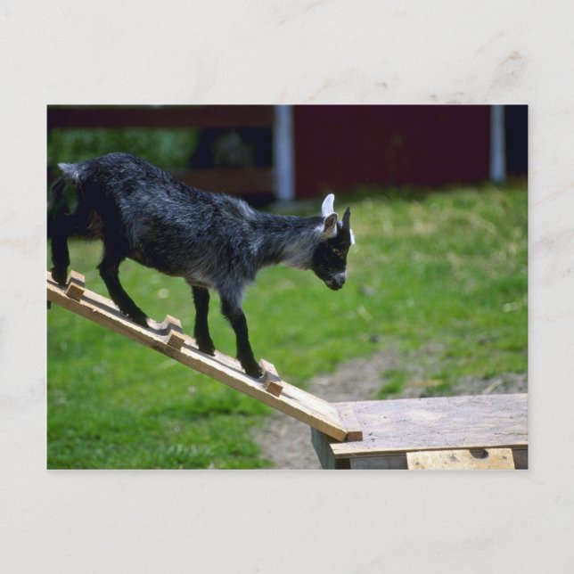 Postal Pigmy Goat (Anverso)