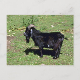 Postal Pigmy Goat