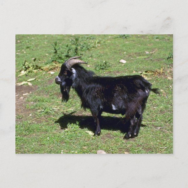 Postal Pigmy Goat (Anverso)