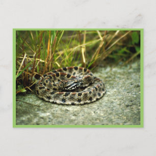 Postal Pigmy Rattlesnake
