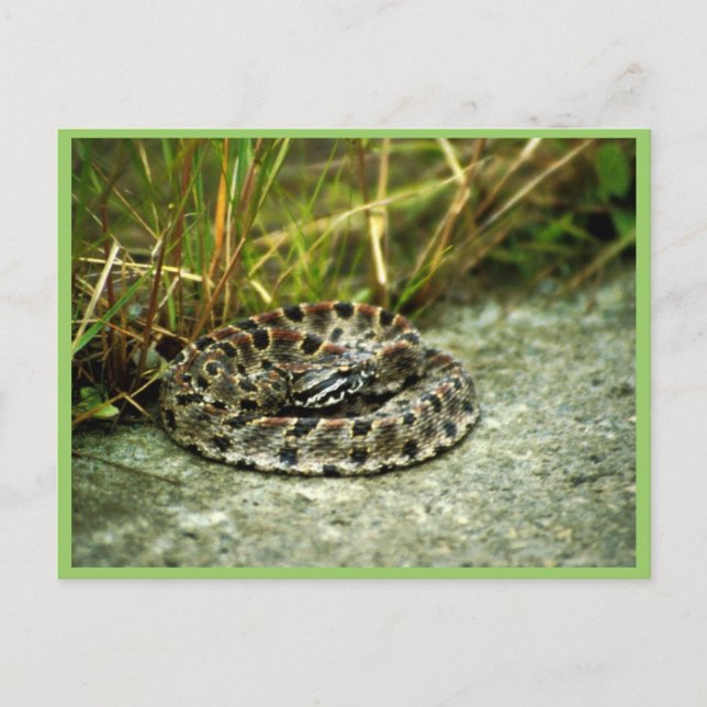 Postal Pigmy Rattlesnake (Anverso)