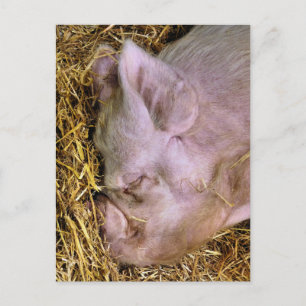 POSTAL PIGS