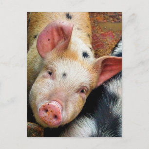 POSTAL PIGS