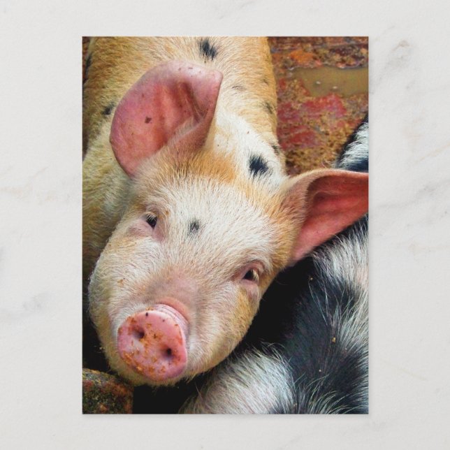 POSTAL PIGS (Anverso)