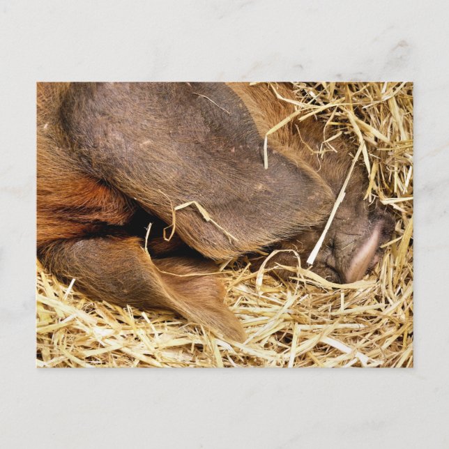 POSTAL PIGS (Anverso)