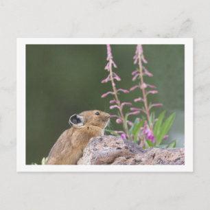 Postal Pika