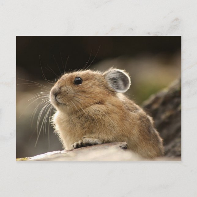 Postal Pika americana (Anverso)