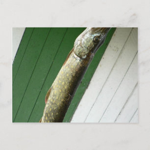 Postal Pike septentrional