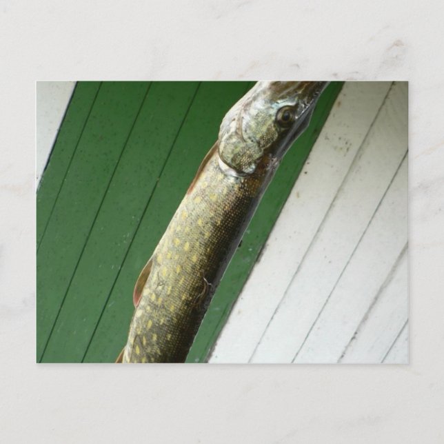 Postal Pike septentrional (Anverso)