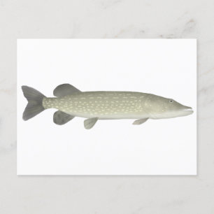 Postal Pike septentrional
