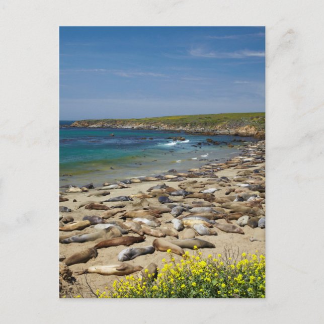 Postal Pila de focas elefantes (Anverso)