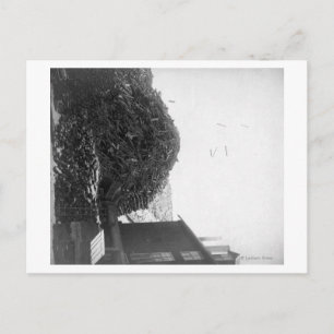 Postal Pila de madera afuera de la fotografía de De Smet 