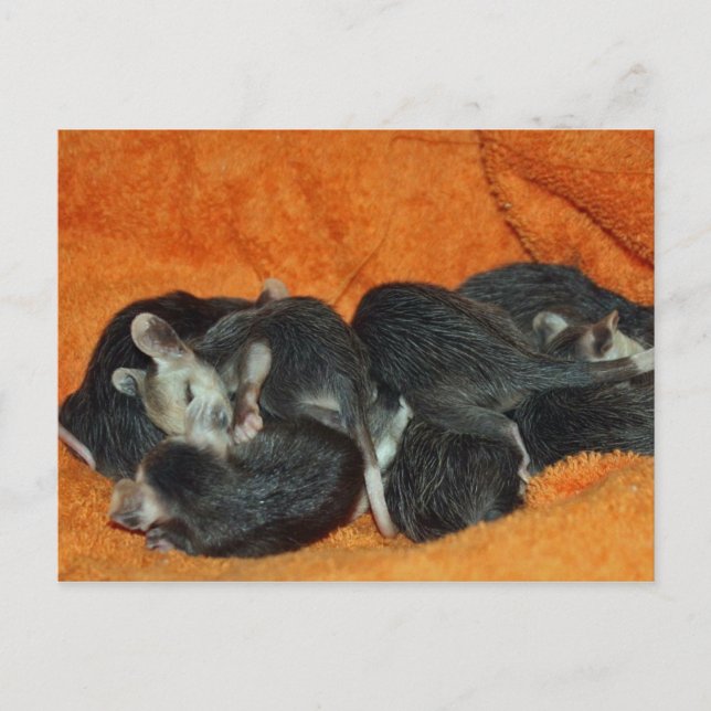 Postal Pile de Baby Opossums (Anverso)