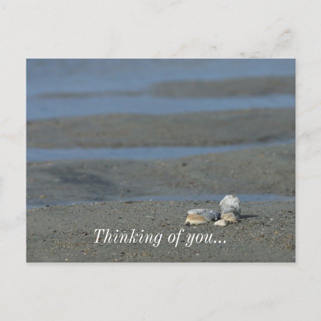 Postal Pile de conchas marinas (Anverso)