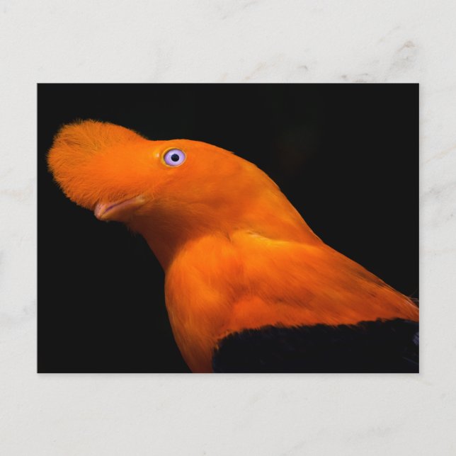 Postal Piloto andino (Anverso)