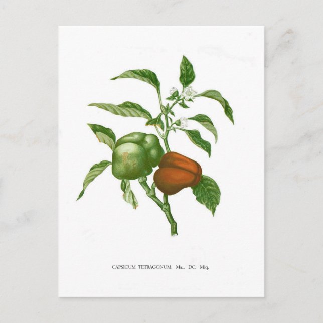 Postal Pimienta (Anverso)