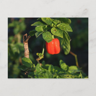 Postal pimienta caliente roja de habanerno contra hojas