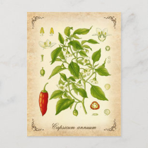 Postal Pimienta de chile - ilustracion del vintage