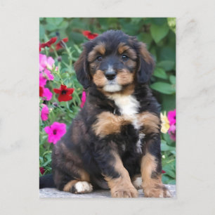 Postal Pimito bernedoodle en petunias