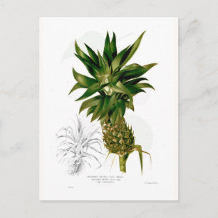 Postal Piña (Ananas comosus)