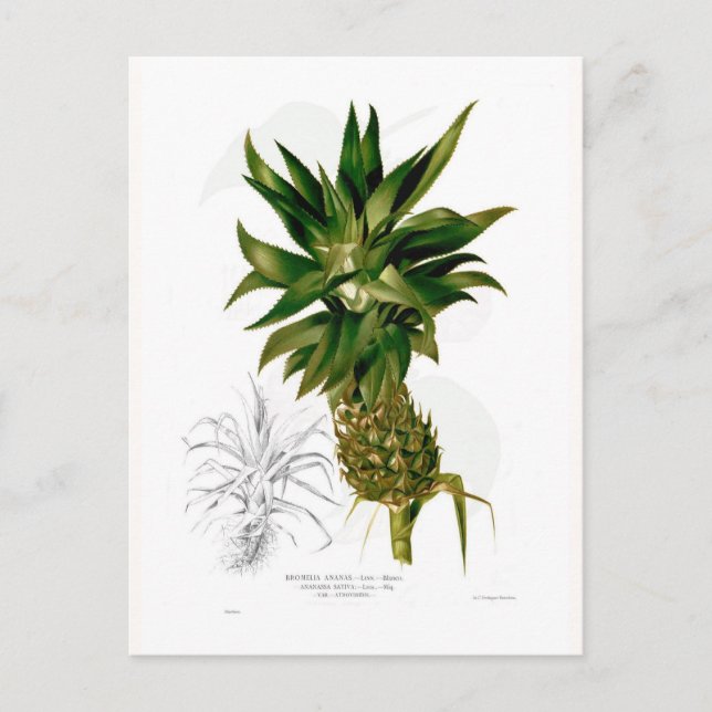 Postal Piña (Ananas comosus) (Anverso)