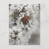 Piña de pino lodgepole en invierno en Yellowstone