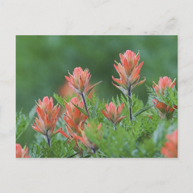 Postal Pincel de indio, Castilleja miniata, Ouray, (Anverso)